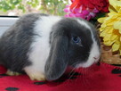 Niebieskie samczyki mini lop - 7