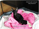 Mini Suczka BETI Ratlerek Sarenka Pinczer miniaturowy+Rodowó - 11