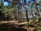 Działka leśna Aleksandrów gm. Mycielin - 6