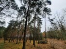 Działka leśna Aleksandrów gm. Mycielin - 8