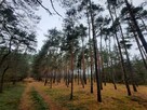 Działka leśna Aleksandrów gm. Mycielin - 9
