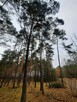 Działka leśna Aleksandrów gm. Mycielin - 10