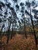 Działka leśna Aleksandrów gm. Mycielin - 11