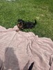 Yorki terrierki - 4