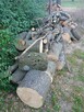 Sprzedam świeżo wycięte drzewo - jesion, modrzew, wierzba - 9