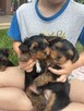 Yorki terrierki - 3