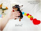 Mini Piesek BAKUŚ Ratlerek /sarenka Pinczer miniaturowy +Ro - 6