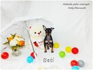 Mini Suczka BETI Ratlerek Sarenka Pinczer miniaturowy+Rodowó - 3