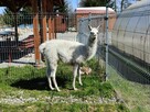 Lama, piękny śnieżnobiały samczyk 8-mies., oswojony - 1