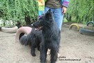Psotka, przemiły mix owczarka - 6