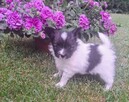 Szczeniaczki papillon - 5