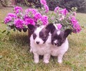 Szczeniaczki papillon - 2