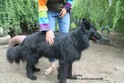 Psotka, przemiły mix owczarka - 5