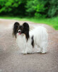Papillon-reproduktor FCI - 4