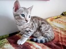 Kocięta bengalskie- rezerwacja - 2