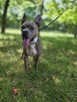 Borys -piękny pies w typie rasy do adopcji - 6