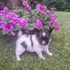 Szczeniaczki papillon - 3