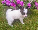 Szczeniaczki papillon - 4