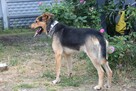 GUCIO porzucony piesek szuka domu - 6
