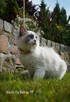 Ragdoll kocięta FPL - 4