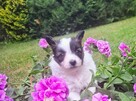 Szczeniaczki papillon - 6