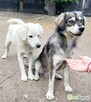 POMOCY - 16 psów PILNIE szuka domów stałych/tymczasowych! - 2