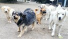 POMOCY - 16 psów PILNIE szuka domów stałych/tymczasowych! - 3