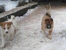 ŁAJKA ZACHODNIOSYBERYJSKA REPRODUKTOR POLOWANY W KANADZIE - 13