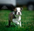 Suczki boston terrier - 7