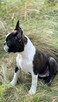 Suczki boston terrier - 3