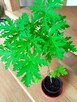 Cylindropuntia subulata- sukulent ten i inne... - 14