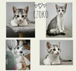 3-miesięczne Chili i Czoko - 1