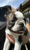 Suczki boston terrier - 8