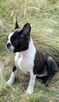 Suczki boston terrier - 4