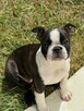 Suczki boston terrier - 9