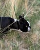 Suczki boston terrier - 1