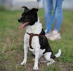 Nieduży wyjątkowy psiak Niko - 6