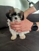 Shih tzu szczeniaki - 6