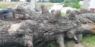 Kłoda pień gruszy - 4