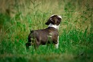 Suczki boston terrier - 5
