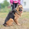 Diana w typie owczarka niemieckiego - 6