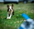 Suczki boston terrier - 6