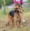 Diana w typie owczarka niemieckiego - 4