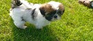 Shih tzu szczeniaki - 7