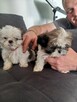 Shih tzu szczeniaki - 2