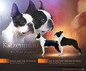 Suczki boston terrier - 10