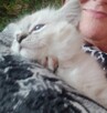Piękne koty Ragdoll - 2