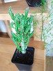 Cylindropuntia subulata- sukulent ten i inne... - 15
