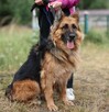 Diana w typie owczarka niemieckiego - 8