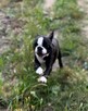 Suczki boston terrier - 2